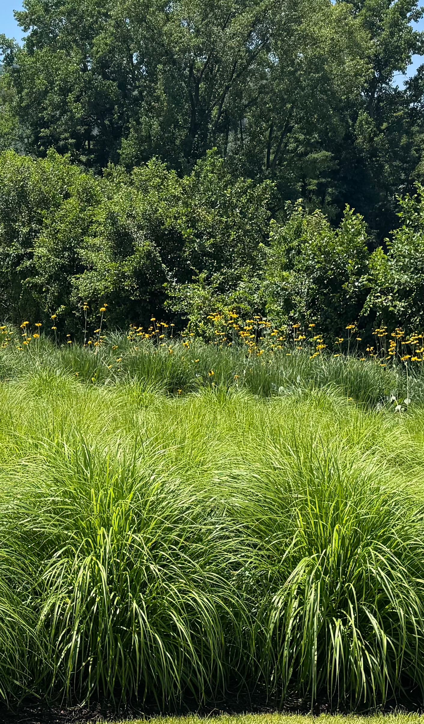 Gallery photos for This Commercial Landscape Still Looks This Good After 5 Years: Image #5