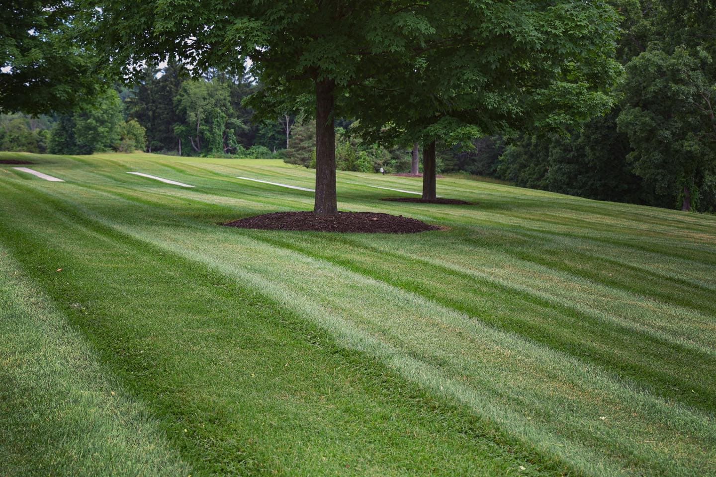 Commercial Lawn Maintenance image
