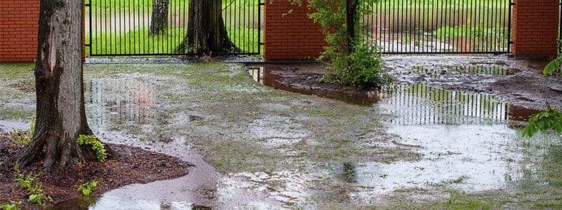 Rain Gardens and Flood Marshes image