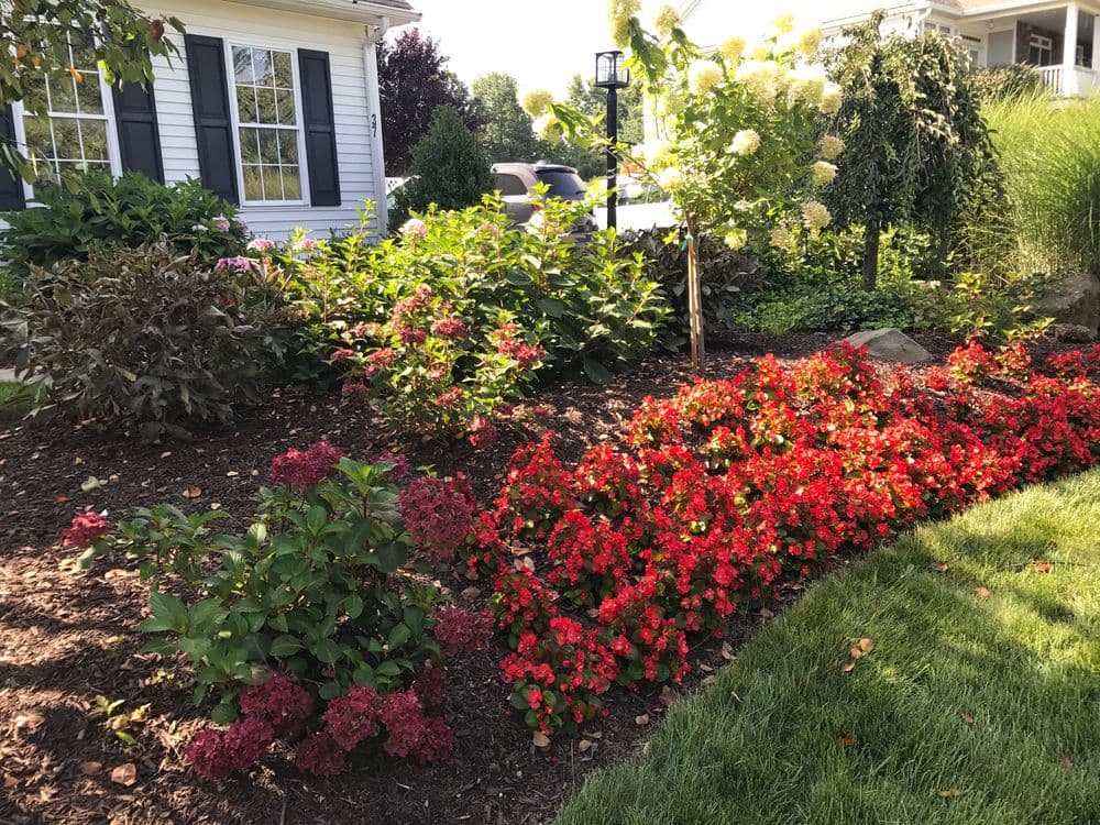 Vibrant flower bed with red begonias and lush greenery in a residential garden setting.