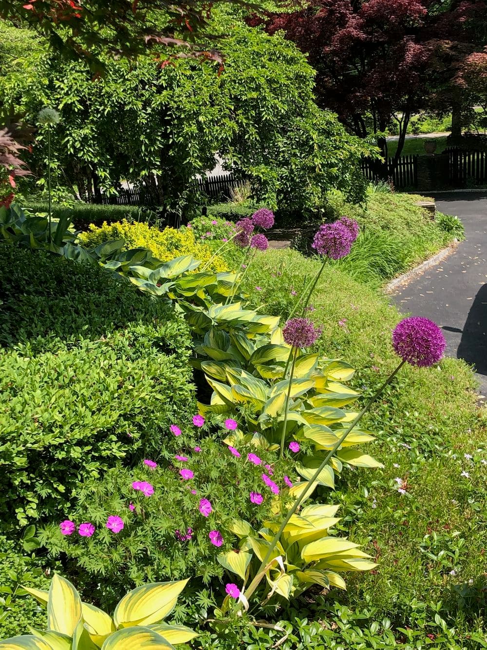 Vibrant purple allium flowers blooming in lush garden with green foliage and colorful plants.