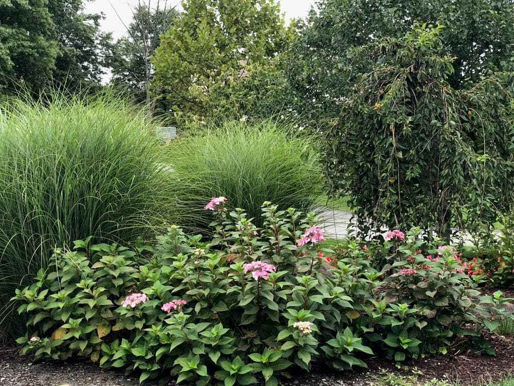 Lush garden featuring green grasses and blooming pink flowers in a vibrant landscape.