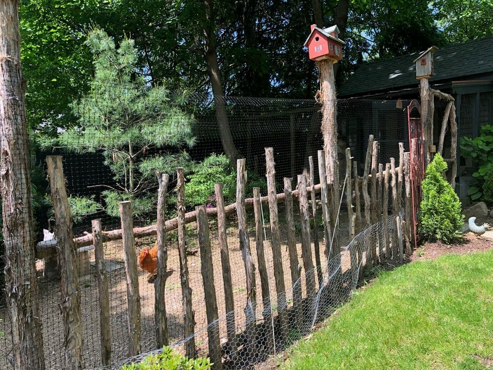 Backyard chicken coop with wooden fence, tree, and birdhouses in a green garden.