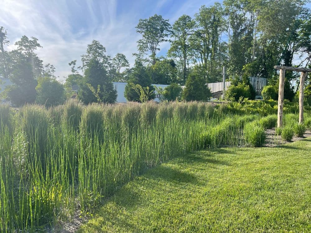 Lush green grass and tall ornamental grasses in a landscaped garden setting.